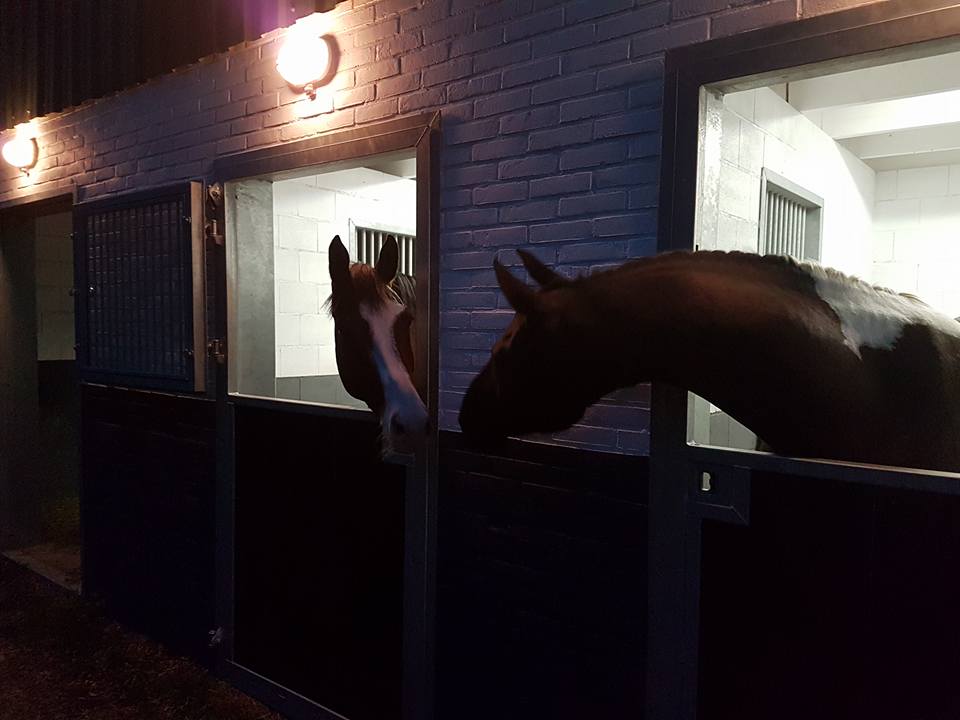 Paarden in de stallen van De Everketel