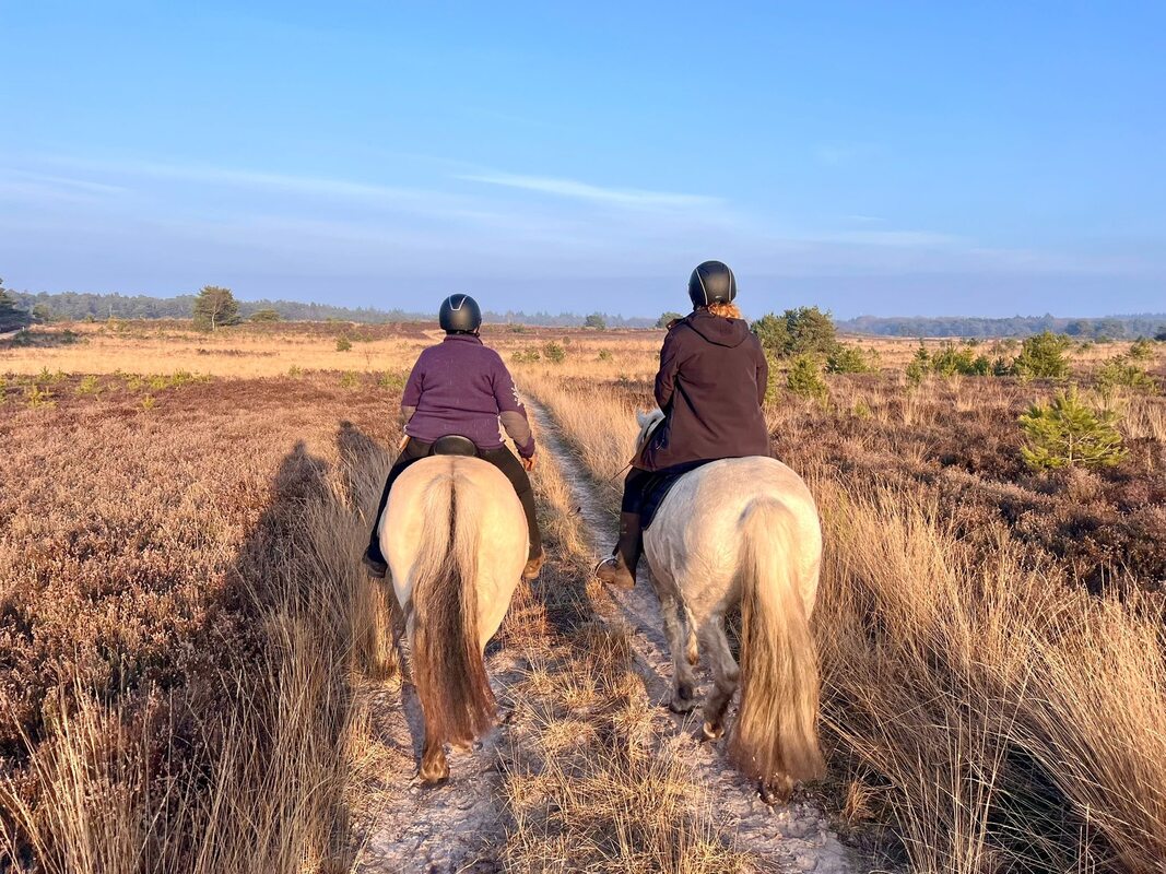 Een buitenrit met eigen paarden over de heide op de Veluwe