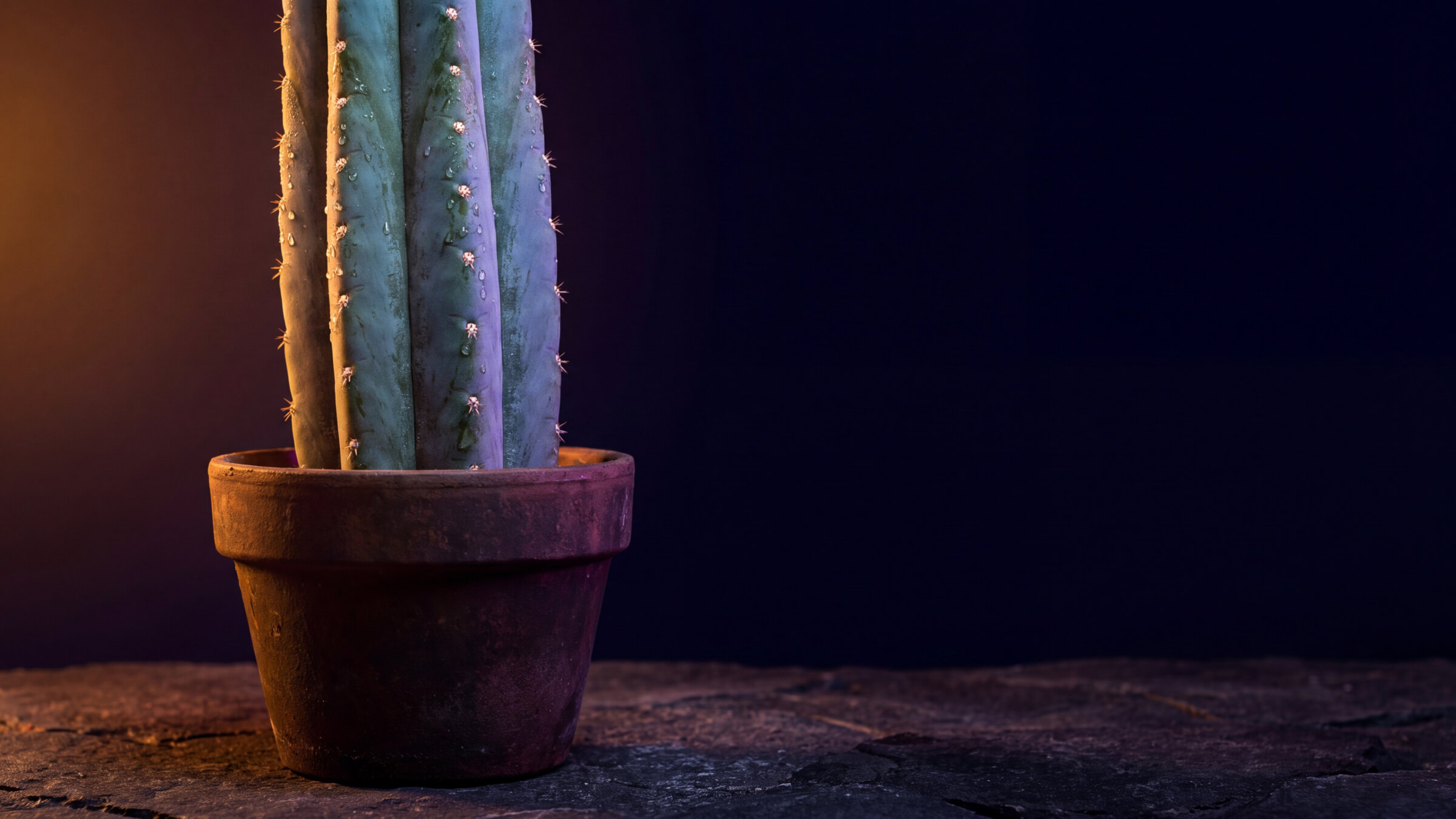 San Pedro cactus in een terracotta pot